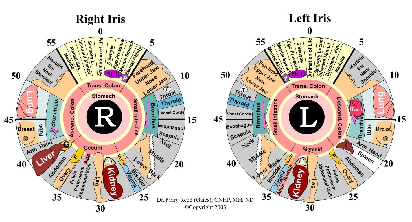 maikong iridology chart